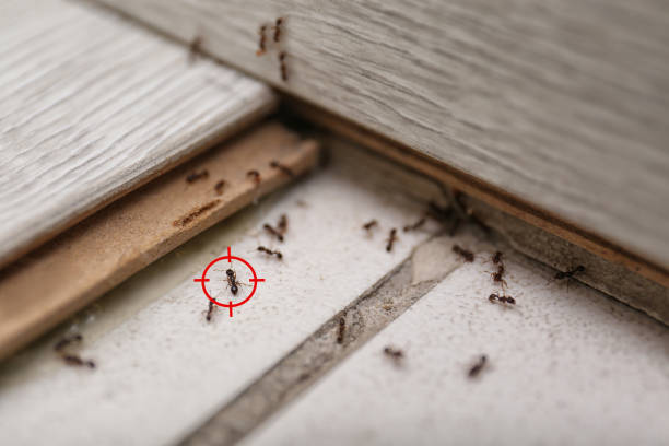 Best Commercial Pest Control Services  in Mulberry, AR