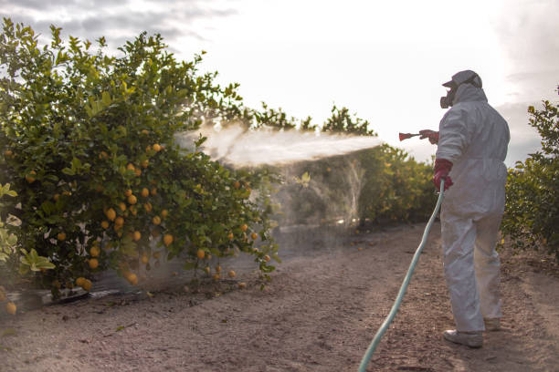 Best Bed Bug Extermination  in Mulberry, AR